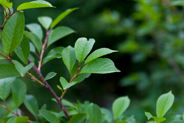 Fototapeta na wymiar Green leaves bush in a garden