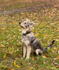 Brown and beige fluffy teen puppy on a walk in the park on an autumn day