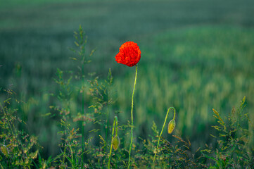 kolorowa łąka z czerwonymi makami © Henryk Niestrój