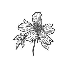 Vector Rosehip roses in the style of closed contrasting line graphics. Border with delicate leaves branches and petals for interiors ceramics advertising home decor. Minimalist black and white drawing
