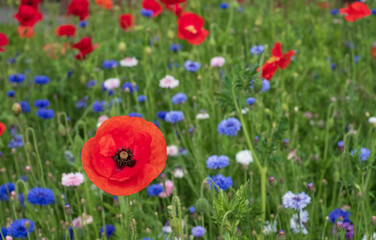 Colourful wild flowers, including poppies and cornflowers, on a roadside verge in Eastcote, West London UK. The Borough of Hillingdon has been planting wild flowers next to roads to support wildlife.