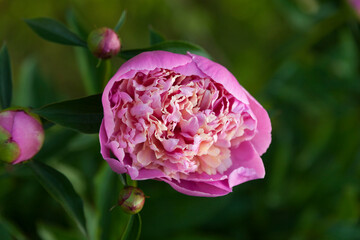 Close-up of flowers. Pink peonies. Beautiful peony flower for catalog or online store. Floral shop concept. Beautiful fresh cut bouquet. Flowers delivery