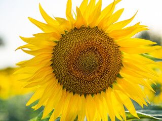 Girasol en un campo de girasoles