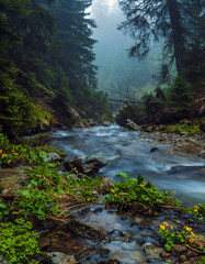 Fast flow breakers among wild forest at sunrise under the top of Hoverla, stormy clean water feeds the river Prut