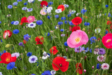 Obraz premium Colourful wild flowers, including poppies and cornflowers, on a roadside verge in Eastcote, West London UK. The Borough of Hillingdon has been planting wild flowers next to roads to support wildlife.