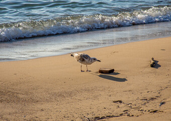 seagull on the beach in summer