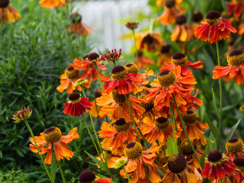 A group of colorful flowers of Common sneezeweed, Helenium autumnale, Moerheim beauty, blooming in a garden in autumn, closeup with selective focus
