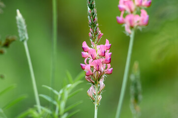 Photo of pink lupin flowers on the meadow