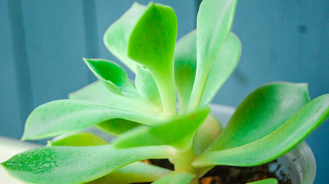Close-up view of the stem and leaves of a green flower. blue background. a natural beauty.