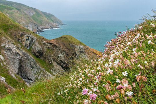 Sea Campion wildflowers swaying in the wind on a rainy day in Howth, County Dublin, Ireland.  Flowers on the coast.