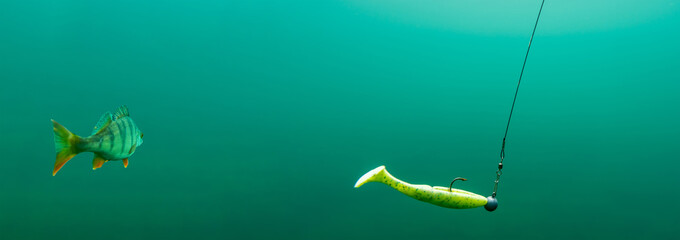 A european perch behind a rubber fishing lure in clear water