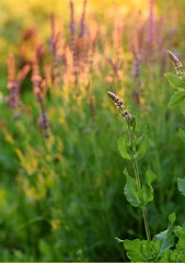 Salvia nemorosa flower on bokeh salvias flowerbed in sunny beefriendly garden.