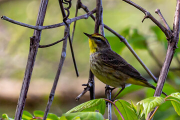 Pretty Palm Warbler