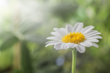 Fototapeta premium Chamomile flower on background of fresh summer green grass. Macro photography of plants and nature.