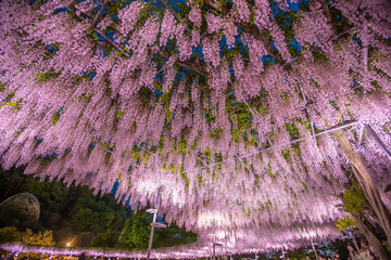 栃木県　あしかがフラワーパーク　ライトアップ