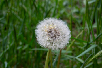 Dandelion seeds among the grass in the meadow in the morning sunlight