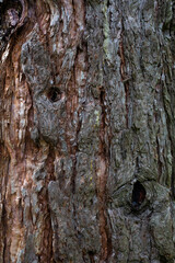 pine trunk, close-up, wooden brown background, tree bark