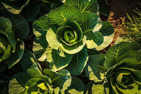 Crops of cabbage on a field in Austria summer. Agriculure theme © Przemyslaw Iciak