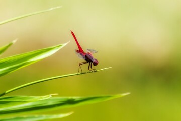 dragonfly on a leaf