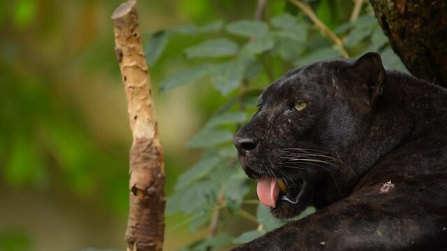Black panther he tried since high temperature air of today.