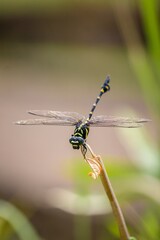 close up of dragonfly