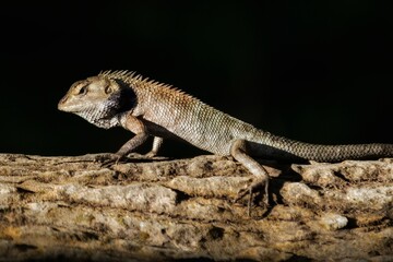 bearded dragon lizard