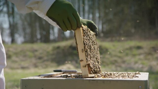BEEKEEPING - Beekeeper replacing a frame after inspection in apiary, wide shot
