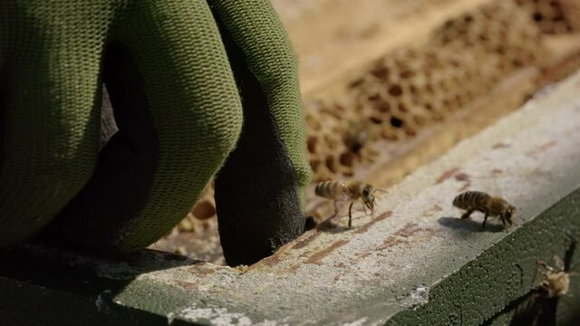 BEEKEEPING - Beekeeper's hands remove frame from a beehive, slow motion close up