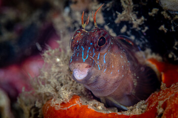 Colorful purple and blue goby in the Mediterranean Sea