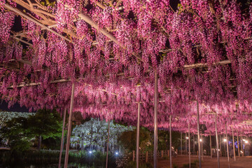 あしかがフラワーパーク　ライトアップ