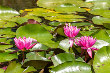 Water lilies in the pond. Nymphaea x marliacea (Chromatella) is an international scientific name. Close-up and selective focus.   - obrazy, fototapety, plakaty