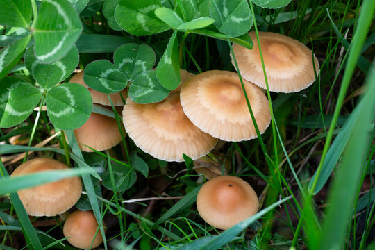 Marasmius oreades mushrooms in the field edible summer mushroom