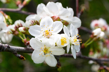 Cherry flowers background white small flowers on a branch