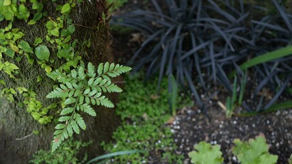 Fern leaf, moss and tree bark in forest, California USA. Springtime morning atmosphere, delicate tiny green creeper plant on trunk. Spring fairy botanical pure freshness in wood. wilderness ecosystem.