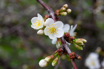 Obraz premium Cherry flowers background white small flowers on a branch