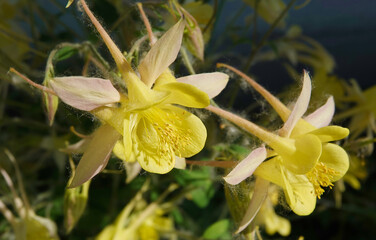 Flowers Aquilegia or Watershed