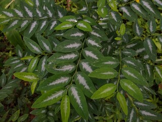 Star gooseberry, or sweet leaf (Sauropus androgynus) leafy vegetables