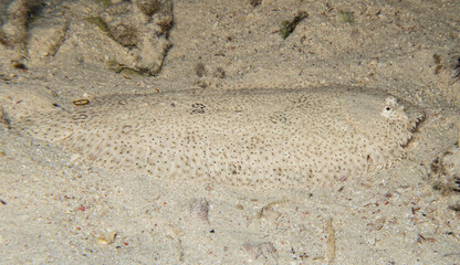 Closeup of moses sole flatfish on sandy seabed