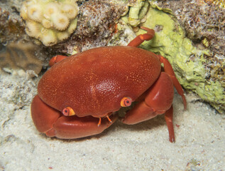 Closeup of variable coral crab on tropical coral reef