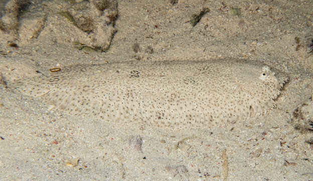 Closeup of moses sole flatfish on sandy seabed