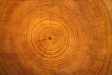 Texture of a cut tree with annual rings.