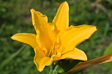 Yellow flower in the garden. The flower is star shaped. Flower growing and blooming. Flower with pistil and pollen. Selective focus