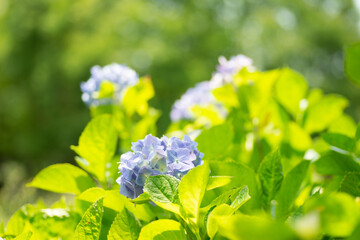 満開の紫陽花

