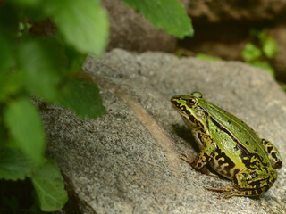Green Frog