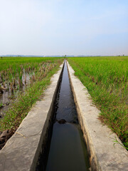 Fototapeta na wymiar irrigation canal in rice field