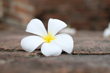 White flowers frangipani flowers. The background is blurry old bricks. Frangipani,Plumeria, Temple Tree, Graveyard Tree ,Apocynaceae