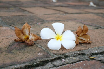 White flowers, fresh and withered frangipani flowers. The background is blurry old bricks. Frangipani,Plumeria, Temple Tree, Graveyard Tree ,Apocynaceae