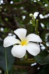Fototapeta premium White frangipani flower and blurred green leaves Frangipani, Plumeria, Temple Tree, Graveyard Tree ,Apocynaceae 