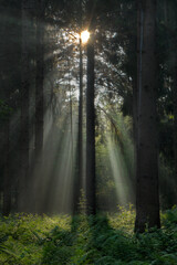 Sunrays in a dark pine forest lighten up spots on the ferns that cover the ground