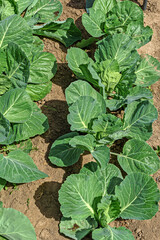 Naklejka premium A bed of young white cabbage on a summer day
